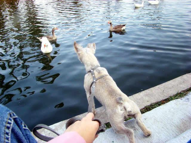 Dog and Birds